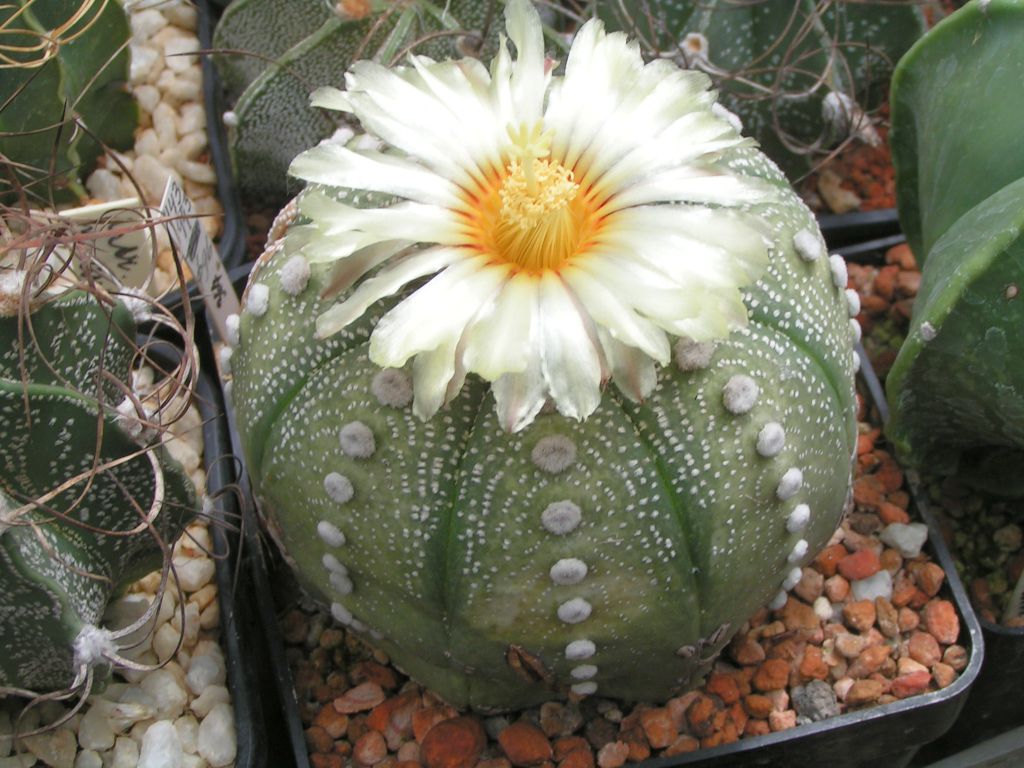 Astrophytum asterias